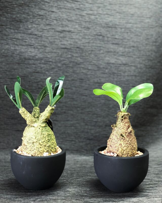 こちらも🆕NEWアイテム🆕

✅抗菌✅消臭✅坊汚✅水やり不要

空気をキレイにするフェイク塊根植物です🤲

玄関、トイレ、リビングに🙆‍♀️

こちらは「グラキリス」と「ウィンゾリー」
の2種類になります👍

塊根植物好きな方かなりおすすめです🤲

#塊根植物
#アガベ
#フェイク塊根植物
#フェイクグリーン
#グラキリス
#ウィンゾリー
#インテリア
#消臭
#抗菌
#防汚
#空気清浄
#福島市
#郡山市
#山形
#米沢
#宮城
#仙台
#福島市花屋
#お花屋さん
#おがた生花店