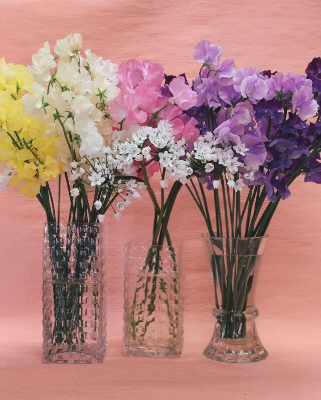 🌷春のお花達🌷

まだまだ寒いですがいい香りの春のお花入荷してます🪺

🌸スイートピー
🌸アリウムコワニー
🌸チューリップ

季節の花お部屋に飾ってみてはいかがですか？🫶
お取り置きもできます🙌

本日もご来店お待ちしております☺️

#春
#春のお花
#スイートピー
#アリウムコワニー
#コワニー
#チューリップ
#お花屋さん
#福島市花屋
#おがた生花店
#切り花のある暮らし 
#お花のある暮らし 
#花束