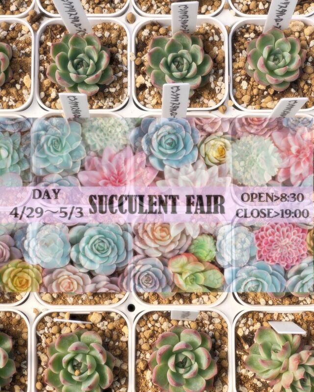 いよいよ明日から始まります!!
❣️SUCCULENT FAIR❣️

4/29～5/3までの期間中は
多肉植物が最大‼️500円off‼️

まとめ買い10個以上で220円の多肉の中からお好きな
多肉1個プレゼント🎁
20個以上で2個、30個以上で3個プレゼントします🤲

種類や数に限りがありますのでお早めに🏃‍♂️

※お買い上げの際の容器等は準備しておりませんので容器持参でお願いします🙇‍♀️

たくさんのご来店お待ちしております⚐⚑�

#多肉
#多肉植物
#多肉フェア 
#タニラー
#韓国多肉
#エケベリア
#福島市
#郡山市
#山形
#米沢
#宮城
#仙台
#福島市花屋
#お花屋さん
#おがた生花店
#Flower