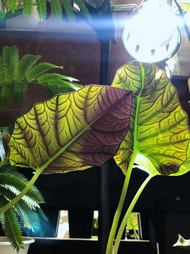 植物の植え替えに最適な時期になってにきました🌱
当店では植物の植え替えもしてます！

＊鉢が小さい
＊植物が元気ない
＊土を新しくしたい
＊お気に入りの鉢に植えたい
etc.....

お店に持って来ていただければ植え替えいたします🙆‍♀️
ご相談だけでもOKです！！

DMからでも受け付けてますので気になる方は是非☺️

本日もご来店お待ちしております❁¨̮

#植物
#観葉植物
#植え替え
#アガベ
#塊根植物
#サボテン
#花苗
#切り花
#花束
#フラワーアレンジメント
#福島市
#福島市花屋
#郡山
#宮城
#仙台
#山形
#米沢
#おがた生花店