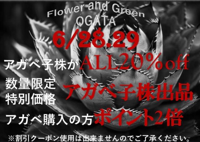 6/28.29の2日間‼️

🔥アガベ子株が【ALL20%off】
🔥数量限定特別価格!!【アガベ子株出品】
🔥アガベ購入の方【ポイント2倍】

となります‼️

何を出すかはインスタでお知らせして行くので是非checkしてください✅

※割引クーポン使用は出来ませんのでご了承ください🙇‍♀️

たくさんのご来店お待ちしております👍

#福島市
#花屋
#福島市花屋
#agve 
#agaveplant 
#agavelove 
#agavelife
#agavetitanota
#agavelovers
#アガベ
#アガベ販売
#アガベ子株
#アガベのある暮らし
#アガベ好きな人と繋がりたい
#化粧石
#化粧砂利
#用土
#スコリア
#arrow_sands
#富士砂
#福島市アガベ販売店
#福島市アガベ販売
#福島市アガベ